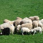 Black Lamb