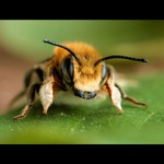 ...tak cvakneš ty, alebo ja...