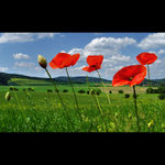 Maku není nikdy dost!