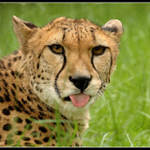 gepard