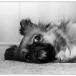 Nikolka - tibetský poštářový psík