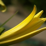 Těsně před rozvitím.