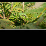 Jaké asi bude počasí