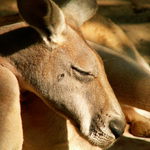naskok u protinožců