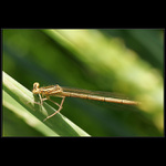 Ňáká vážkoidní potfůrka :)