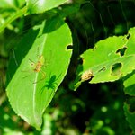 spřádání stínů