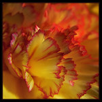 -- na ostří květu --