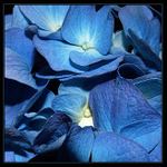 -- společenství modrých --