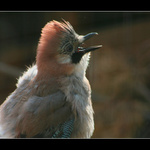 Něco do zobáčku..