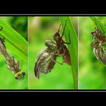 ..čas zrození II....