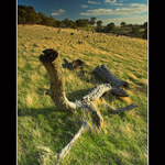 ~ Pastviny u Adelaide II ~