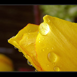 Tulipán, či ruža?