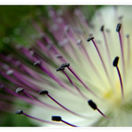 ...Kapara trnitá řecká:-)...