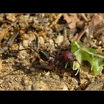 ...Sága a brabenec...