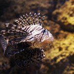 lionfish