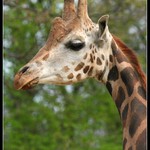 dobrý (kádrový) profil