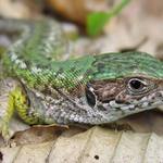 Jašterica Obyčajná