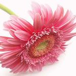 ,,The most beautiful gerber\"