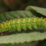 HOUSENKA MARTINÁČE