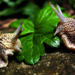 \"Koaliční smlouva\"