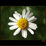 * PRO JEDNO KVÍTÍ SE SLUNCE NEROZSVÍTÍ...