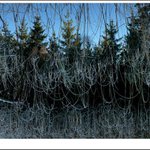 zrcadlení ve vodní trávě