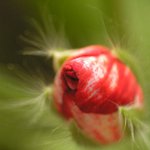 smyslná Pelargonie:-)