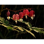 ...láska mezi kapkami...