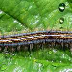 housenka mezi kapkami ...