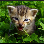 Kitten