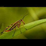 ...srpica obyčajná...