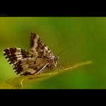 ...geometridae...