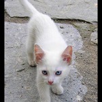 Číča na rakouském hradě v Gmündu