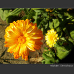 ► spring´s idea ►