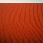 asi ještěrčí šlápoty