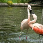 Námluvy plameňáků