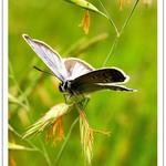  Pri sušení krídiel