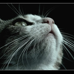 Nooo, zas mi ta moucha uletěla....