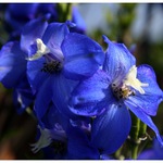 delphinium