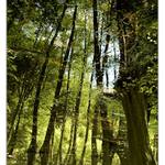 cesta do praveku (II.)