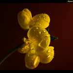 Makříčko - úspěšný test mezikroužku