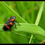 Ranné pozorovanie...