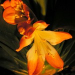 Řemenatka oranžová