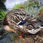 Uctivá poklona,  pane Kohn!