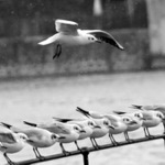 Přeparkuj si, racku, nebo ti dám facku.