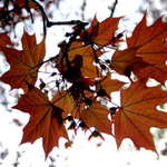 Ó Canadáááá, ó Canadáááá