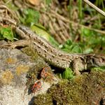 ještěrka