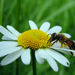 Má mě rád, nemá mě rád?