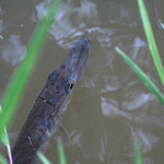 Jen tak si plavu, ani nevím jak...