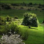 Slovensko - kvetoucí hrušeň u Sulova